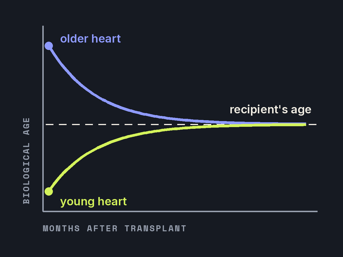Schematic chart: an older heart's biological age falls and a young heart's rises, both settling at the recipient's age over the months after transplant.